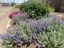 Load image into Gallery viewer, Nepeta - Purple Haze