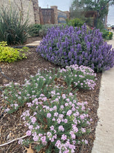 Load image into Gallery viewer, Nepeta - Purple Haze