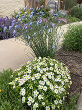 Load image into Gallery viewer, Melampodium leucanthum - Blackfoot Daisy