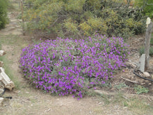 Load image into Gallery viewer, Mirabilis multiflora - Desert Four O'Clock