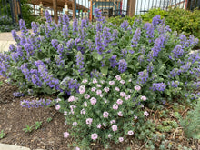 Load image into Gallery viewer, Nepeta - Purple Haze