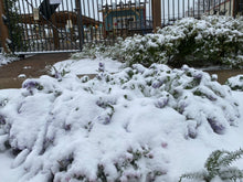 Load image into Gallery viewer, Nepeta - Purple Haze