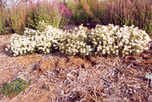 Load image into Gallery viewer, Melampodium leucanthum - Blackfoot Daisy