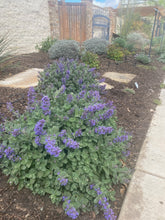 Load image into Gallery viewer, Nepeta - Purple Haze
