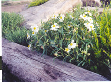 Load image into Gallery viewer, Melampodium leucanthum - Blackfoot Daisy