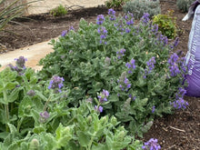 Load image into Gallery viewer, Nepeta - Purple Haze