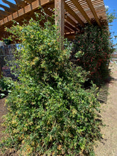 Load image into Gallery viewer, Lonicera sempervirens - John Clayton