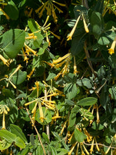 Load image into Gallery viewer, Lonicera sempervirens - John Clayton