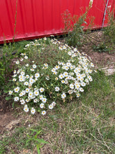 Load image into Gallery viewer, Melampodium leucanthum - Blackfoot Daisy