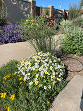 Load image into Gallery viewer, Melampodium leucanthum - Blackfoot Daisy