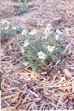 Load image into Gallery viewer, Melampodium leucanthum - Blackfoot Daisy