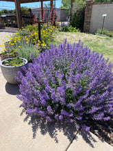 Load image into Gallery viewer, Nepeta - Purple Haze