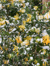 Load image into Gallery viewer, Lonicera sempervirens - John Clayton