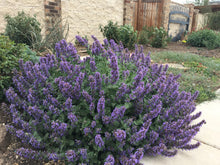 Load image into Gallery viewer, Nepeta - Purple Haze
