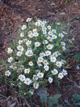 Load image into Gallery viewer, Melampodium leucanthum - Blackfoot Daisy
