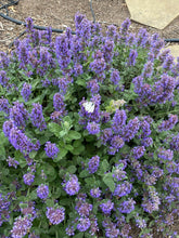 Load image into Gallery viewer, Nepeta - Purple Haze