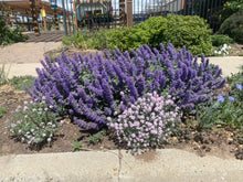 Load image into Gallery viewer, Nepeta - Purple Haze