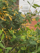 Load image into Gallery viewer, Lonicera sempervirens - John Clayton