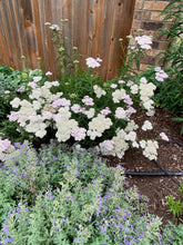 Load image into Gallery viewer, Achillea millefolium - SUMMER BERRIES YARROW MIX