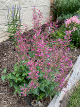 Load image into Gallery viewer, Agastache - Morello