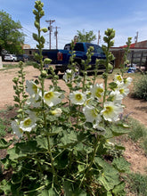 Load image into Gallery viewer, Alcea rosea - HOLLYHOCK HALO SERIES WHITE