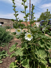 Load image into Gallery viewer, Alcea rosea - HOLLYHOCK HALO SERIES WHITE