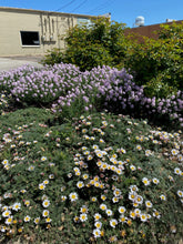 Load image into Gallery viewer, Anacyclus depressus - Mat Daisy Spring Carpet