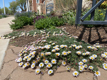 Load image into Gallery viewer, Anacyclus depressus - Mat Daisy Spring Carpet