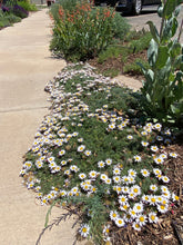 Load image into Gallery viewer, Anacyclus depressus - Mat Daisy Spring Carpet