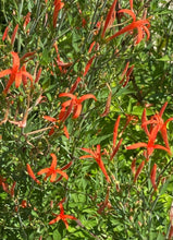 Load image into Gallery viewer, Anisacanthus quadrifidus v. wrightii