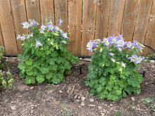 Load image into Gallery viewer, Aquilegia caerulea - COLUMBINE: Rocky Mountain Blue