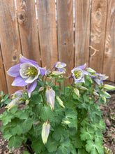 Load image into Gallery viewer, Aquilegia caerulea - COLUMBINE: Rocky Mountain Blue