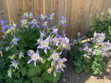 Load image into Gallery viewer, Aquilegia caerulea - COLUMBINE: Rocky Mountain Blue