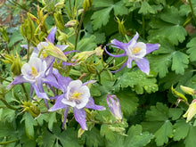 Load image into Gallery viewer, Aquilegia caerulea - COLUMBINE: Rocky Mountain Blue