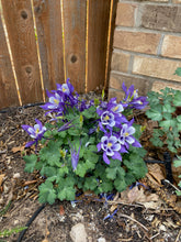 Load image into Gallery viewer, Aquilegia caerulea - COLUMBINE: MUSIC SERIES Blue and White