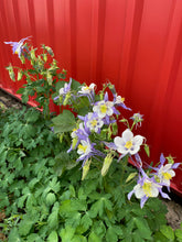 Load image into Gallery viewer, Aquilegia caerulea - COLUMBINE: MUSIC SERIES Blue and White