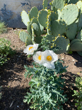 Load image into Gallery viewer, Argemone polyanthemos - White Prickly Poppy