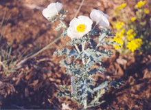 Load image into Gallery viewer, Argemone polyanthemos - White Prickly Poppy