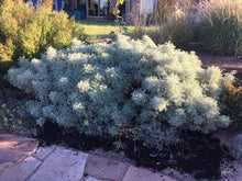 Load image into Gallery viewer, Artemisia arborescens - Powis Castle