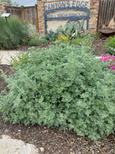 Load image into Gallery viewer, Artemisia arborescens - Powis Castle