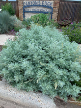 Load image into Gallery viewer, Artemisia arborescens - Powis Castle