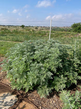 Load image into Gallery viewer, Artemisia arborescens - Powis Castle