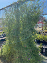 Load image into Gallery viewer, Asarina antirrhiniflora - Snapdragon Vine mix