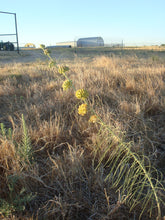 Load image into Gallery viewer, Asclepias engelmanniana - Narrow-Leaved Milkweed