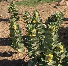Load image into Gallery viewer, Asclepias latifolia - Broad-Leaved Milkweed