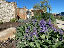 Load image into Gallery viewer, Nepeta - Purple Haze