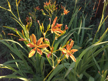 Load image into Gallery viewer, Belamcanda chinensis - Freckle Face