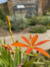 Load image into Gallery viewer, Belamcanda chinensis - Freckle Face