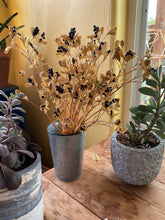 Load image into Gallery viewer, Belamcanda chinensis - Freckle Face