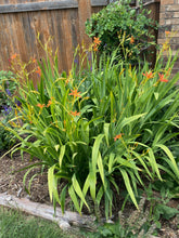 Load image into Gallery viewer, Belamcanda chinensis - Freckle Face